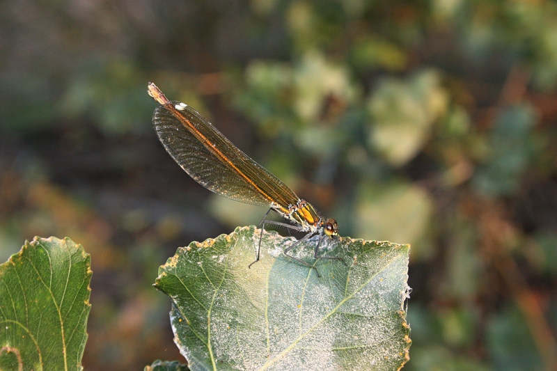 Libellula autunnale da ID: Calopteryx splendens caprai